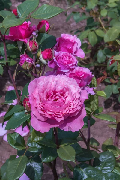 Rose Vierlandenperle Certaines Sortes Roses Exquises Pour Les Parcs Les — Photo
