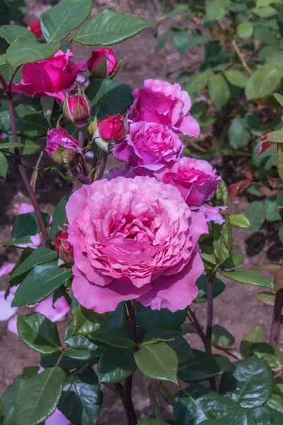 Rose Vierlandenperle. Parklar, bahçeler, yataklar, sınırlar ve dekorasyon için seçkin güller. Yaz manzarası