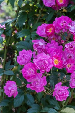 Rose Bordeaux. Çeşitli, geniş bir botanik bahçesi. Güllerin güzel büyüsü çiçek açar. Parklar, bahçeler, yataklar, sınırlar ve dekorasyon için seçkin güller. Yaz manzarası