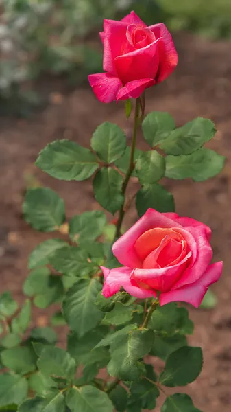 Роуз Гранд Парфюм Разнообразный Обширный Ботанический Сад Прекрасная Магия Роз — стоковое фото