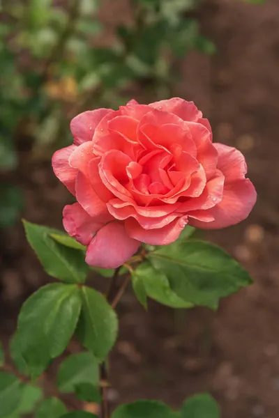 Благословения Розы Разнообразный Обширный Ботанический Сад Прекрасная Магия Роз Расцветает — стоковое фото