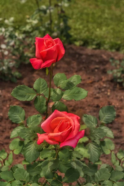 Роуз Гранд Парфюм Разнообразный Обширный Ботанический Сад Прекрасная Магия Роз — стоковое фото