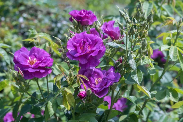 青でローズラプソディ 多様な広大な植物園 バラの美しさの魔法の花 ベッド 装飾のための絶妙なバラの選択した種類 夏の風景 — ストック写真