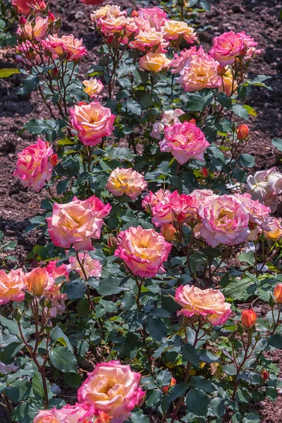 Rose Llko. Çeşitli, geniş bir botanik bahçesi. Güllerin güzel büyüsü çiçek açar. Parklar, bahçeler, yataklar, sınırlar ve dekorasyon için seçkin güller. Yaz manzarası dikey fotoğraf