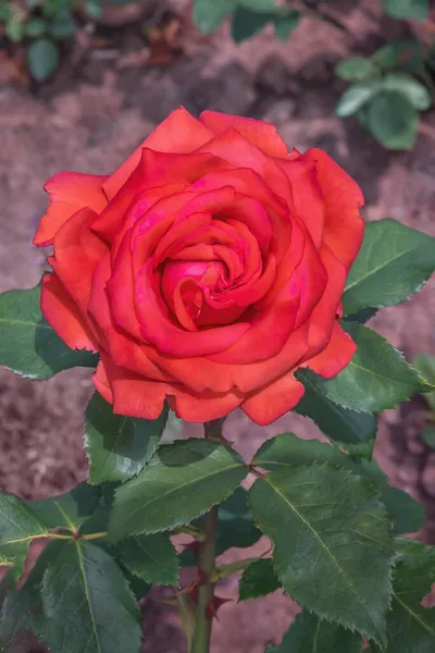 Роза Крукения Разнообразный Обширный Ботанический Сад Прекрасная Магия Роз Расцветает — стоковое фото