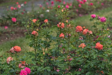 Parklar, bahçeler, yataklar, sınırlar ve dekorasyon için seçkin güller. Yaz manzarası