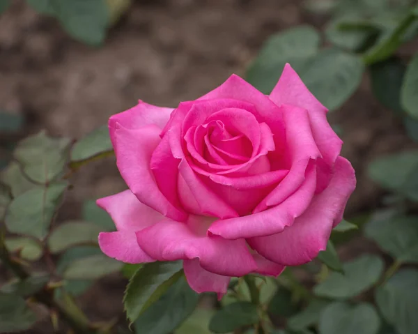 Цветущая Темно Розовая Роза Избранные Сорта Изысканных Роз Парков Садов — стоковое фото