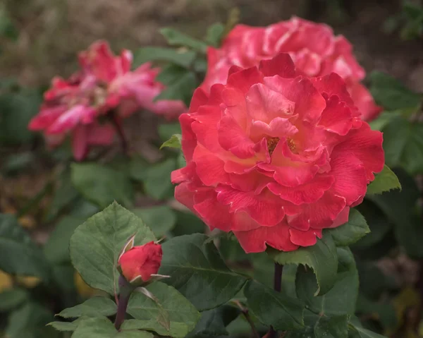 Tipos Selecionados Rosas Requintadas Para Parques Jardins Camas Fronteiras Decoração — Fotografia de Stock