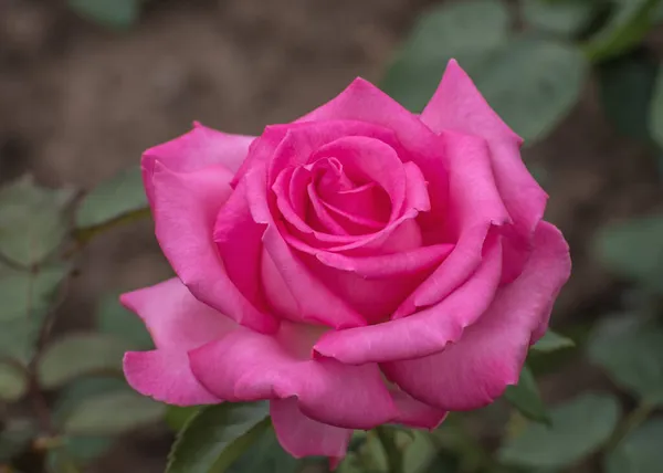 Цветущая Темно Розовая Роза Избранные Сорта Изысканных Роз Парков Садов — стоковое фото