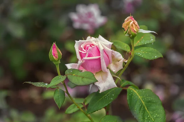 Una Delicata Rosa Fiore Tipi Selezionati Rose Squisite Parchi Giardini — Foto Stock