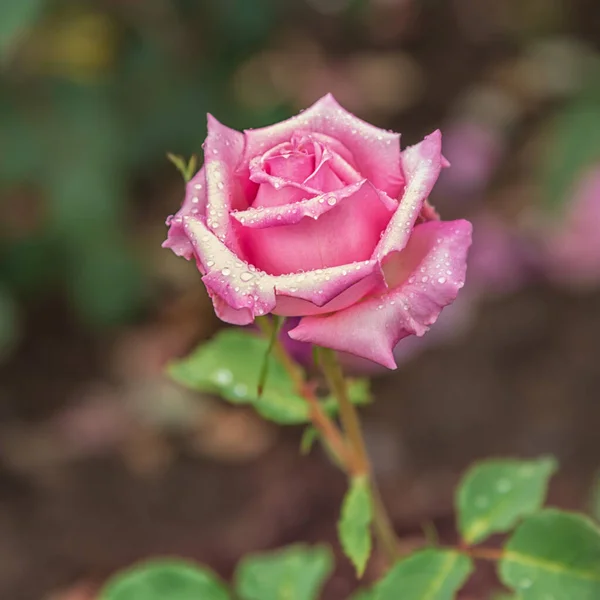 Çiçek açan narin pembe bir gül. Parklar, bahçeler, yataklar, sınırlar ve dekorasyon için seçkin güller. Yaz manzarası