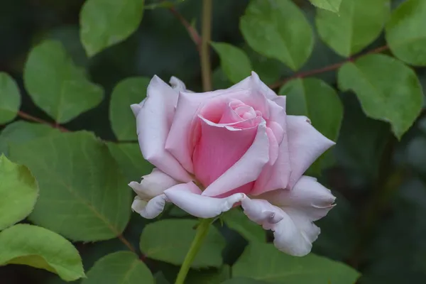 Rózsaszín Rózsabimbó Kiválasztott Fajta Gyönyörű Rózsák Parkok Kertek Ágyak Határok — Stock Fotó
