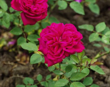 Rose Reine Marguerite d'Italie. Çok dolu, hafifçe yaslanmış, koyu pembe çiçekli ve çok yoğun ve kalıcı kokulu küçük ve kompakt bir çalılık. Seçilmiş zarif güller.