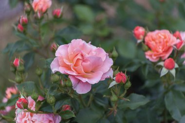Melez çayı, büyük pembe çiçekli, güçlü uzun saplı ve koyu yeşil yapraklı Marie Curie. Parklar, bahçeler, buketler için seçilmiş zarif güller.