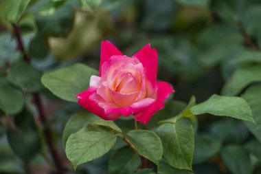 Melez çay, büyük çiçekli laetitia Casta, güçlü uzun saplı, koyu yeşil, yarı parlak yapraklı, çok taze bir koku. Parklar, bahçeler, buketler için seçilmiş zarif güller.