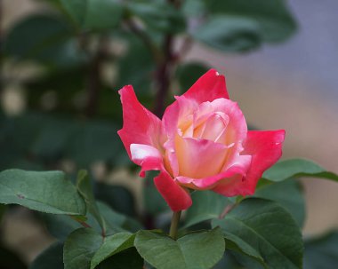 Melez çay, büyük çiçekli laetitia Casta, güçlü uzun saplı, koyu yeşil, yarı parlak yapraklı ve çok taze kokulu. Yaz manzarası