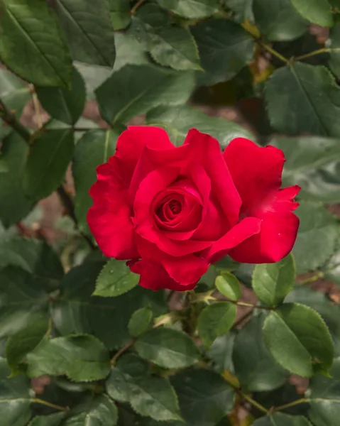 Роуз Алек Ред Избранные Сорта Старых Роз Парков Садов Летний — стоковое фото