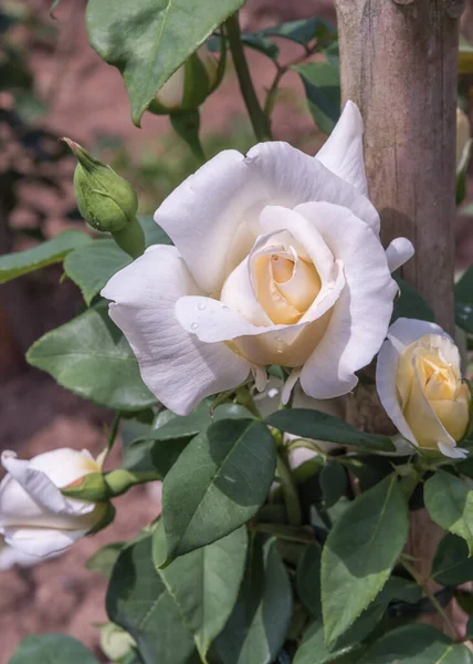 Rose Croix Blance Tipi Selezionati Rose Antiche Parchi Giardini Paesaggio — Foto Stock