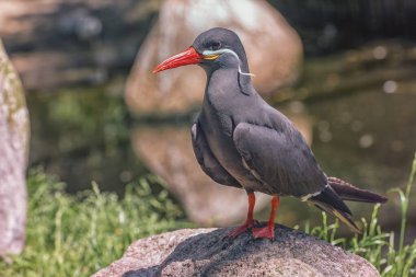 Koyu gri gövdeli İnka Tern, kafasının her iki tarafında beyaz bıyıklı taş üzerinde. Portre