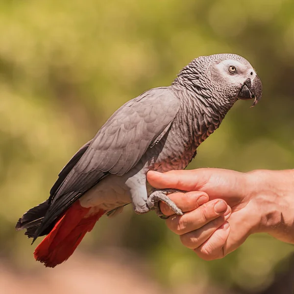 Gri Papağan Psittacus Erithacus Kongo Gri Papağanı Kongo Afrika Gri — Stok fotoğraf