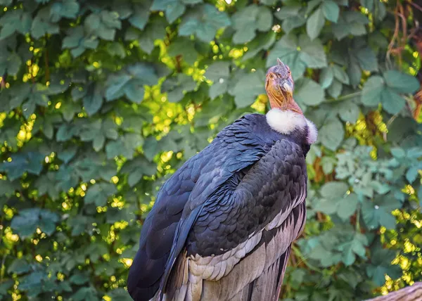 安第斯秃鹰 世界上最大的飞鸟 重量和翼展相结合 是世界上最大的猛禽 — 图库照片