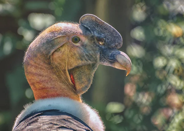 安第斯秃鹰 世界上最大的飞行鸟 头顶有深红色的叔叔 肖像画 — 图库照片