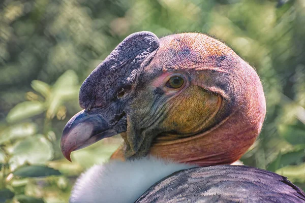 Andean Condor Vultur Gryphus Largest Flying Bird World Dark Red — Stock Photo, Image