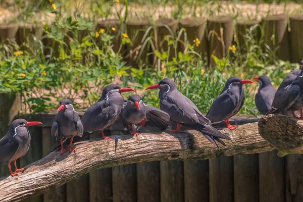 Inca Terns Med Mörkgrå Kropp Vit Mustasch Båda Sidor Huvudet — Stockfoto