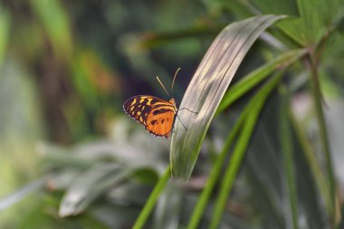 Tithorea armonisi, Harmonia kaplan kanadı ya da Harmonia kaplanı, parlak turuncu kanatlı bir kelebek, yaprağın üzerindedir.