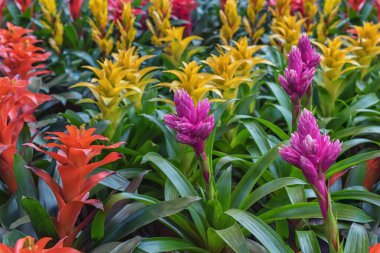 Guzman Optima, tütsülenmiş uçak, çoğunlukla sapsız, yemyeşil, epifitik daimi varlıklar. Bahçe için çiçekli süs çiçekleri, park balkonu.