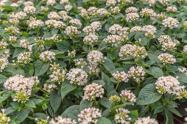 Iphéion Étoile Printanière Aux Feuilles Étroites Ressemblant Herbe Aux Fleurs — Photo