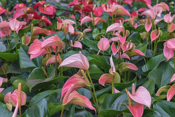 Anthurium Steißblume Flamingoblume Und Spitzen Blühende Zierblumen Für Garten Park lizenzfreie Stockfotos