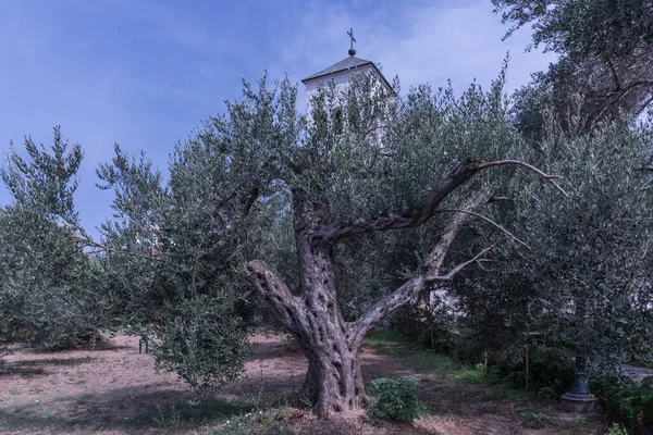 Odla Olivträd Ulcinj Stad Montenegros Södra Kust — Stockfoto