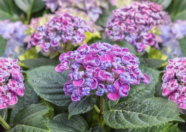 Ortanca Kıvırcık Wurly. Bahçe, park, balkon ve teraslar için çiçekli süs çiçekleri. Peyzaj tasarımı konsepti. Çiçek arkaplanı