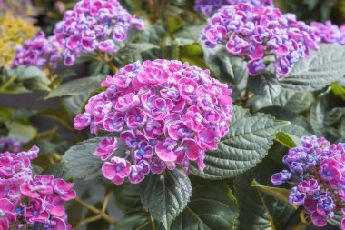 Ortanca Kıvırcık Wurly. Bahçe, park, balkon ve teraslar için çiçekli süs çiçekleri. Peyzaj tasarımı kavramı