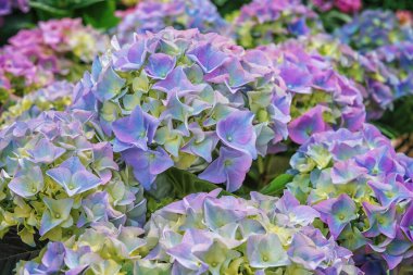 Ortanca, hortensiya, popüler bir süs bitkisi. Bahçeye, parka, balkona, teraslara çiçek açan çiçekler. Peyzaj tasarımı kavramı