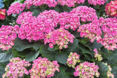 Hydrangea makrophylla Erken Pembe. Bahçe, park, balkon ve teraslar için pembe çiçekli zarif süsler. Çiçek arkaplanı