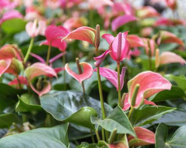 Anthurium İkili Pembe. Bahçe için çiçekler, park, balkon, teras. Peyzaj tasarımı kavramı