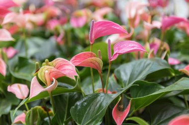 Anthurium İkili Pembe. Bahçe için çiçekler, park, balkon, teras. Peyzaj tasarımı konsepti. Çiçek arkaplanı