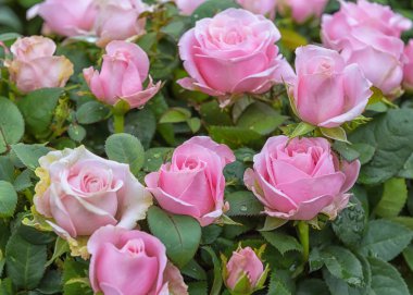 Gül Sonsuz Pembe, popüler bir süs bitkisidir. Bahçeye, parka, balkona, teraslara çiçek açan çiçekler. Peyzaj tasarımı kavramı