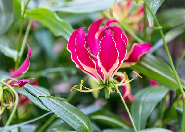 Gloriosa superba, flame lily, climbing lily, creeping lily, glory lily, gloriosa lily, tiger claw, and fire lily. Original exotic red flower. Close up
