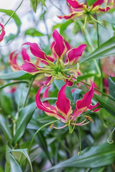 Gloriosa superba, flame lily, climbing lily, creeping lily, glory lily, gloriosa lily, tiger claw, and fire lily. Original beautiful exotic red flower. Some cultures consider it to be magical