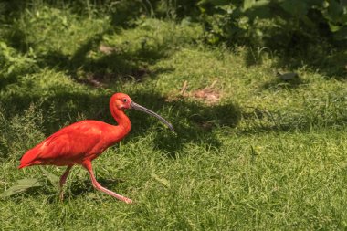 Kızıl Ibis, Eudocimus Ruber, sosyal ve dost canlısı bir kuştur. Yaz manzarası