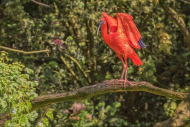 Ağaç dalında Scarlet Ibis, Eudocimus Ruber, sosyal ve dost canlısı bir kuş bulunur. Yaz manzarası