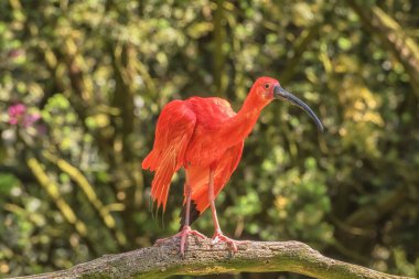 Kızıl Ibis, sosyal ve dost canlısı bir kuş, ağaç dalında bulunuyor. Yaz manzarası