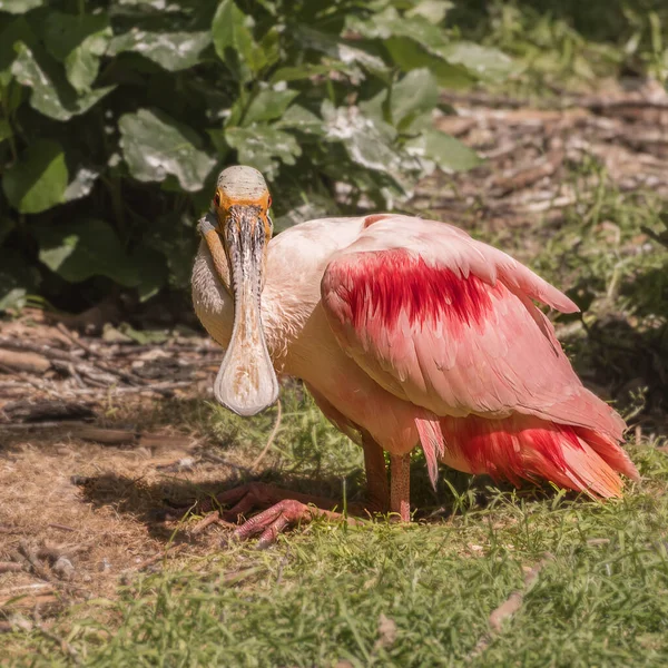 Roseate Spoonbill Platalea Ajaja Oiseau Pataugeoire Grégaire Plein Air Portrait — Photo