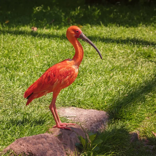 Scarlet Ibis Eudocimus Ruber Towarzyski Wesoły Ptak Krajobraz Letni — Zdjęcie stockowe