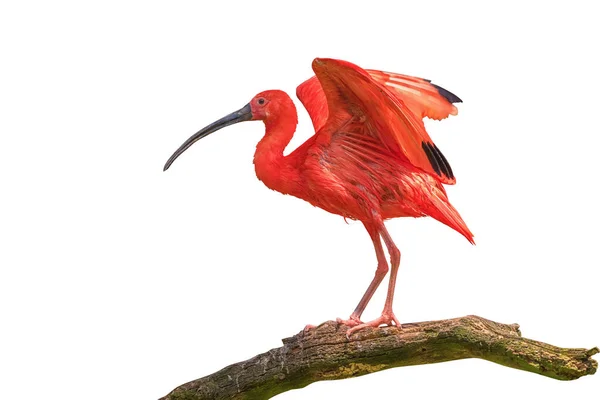 Scarlet Ibis Towarzyski Wesoły Ptak Jest Gałęzi Drzewa Izolacja — Zdjęcie stockowe