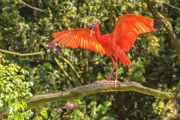 Scarlet Ibis Eudocimus Ruber Uccello Socievole Gregario Sul Ramo Dell — Foto Stock