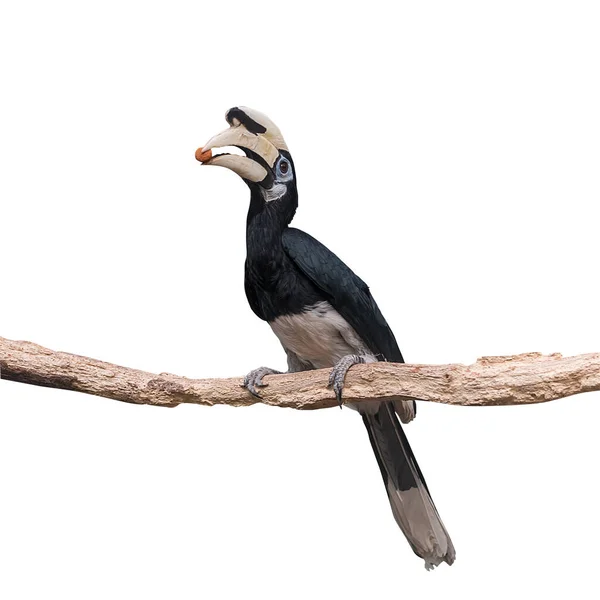 Rhinoceros Hornbill Birds Watching Portrait Summer Landscape — Stock Photo, Image